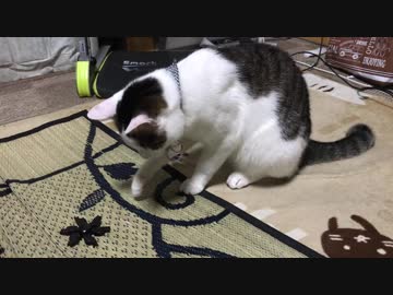 怖い敵をしとめた猫