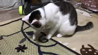 怖い敵をしとめた猫