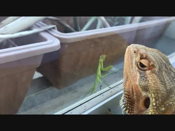 トカゲVSカマキリ