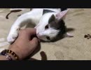 甘える猫（ワッフルの場合）