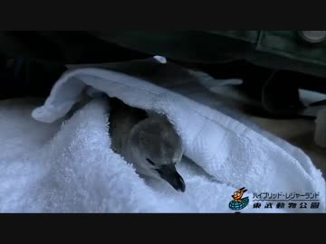 いつかのペンギンヒナ その2