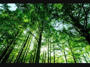 【睡眠・作業用】　ひぐらしの鳴き声