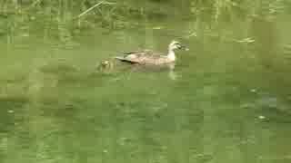 野鳥シリーズ　鮎川を下るカルガモ親子