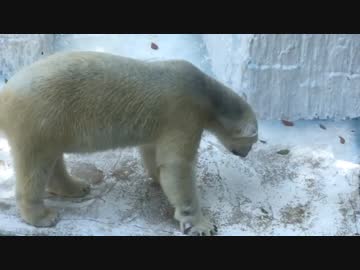 SHIROKUMA / もかちゃんさん
