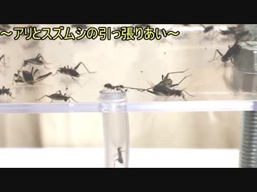 蟻戦争Ⅱ＃47 暴食の季節！栄養強化スズムシ50匹をクロヤマに与える！編