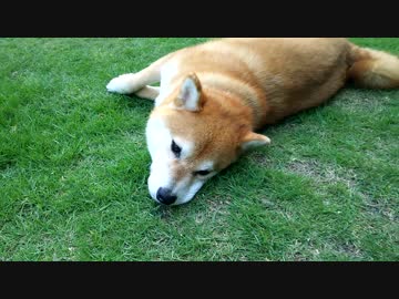 うちの、暑いと動かない柴犬くん