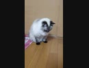 我が家のにゃんこがゲロった
