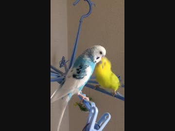 激しく遊ぶインコ