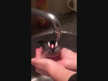 文鳥の水浴び