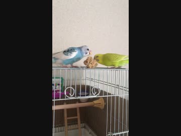 粟穂を食べまくるインコたち