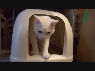 【 猫 】大きくなったけど実はまだ子猫　その57