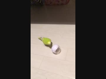 吸引力がすごいインコ