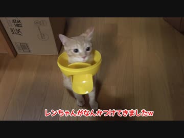 イタズラがバレバレな子猫