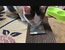 マタタビを見つけた猫を見守ってみた。
