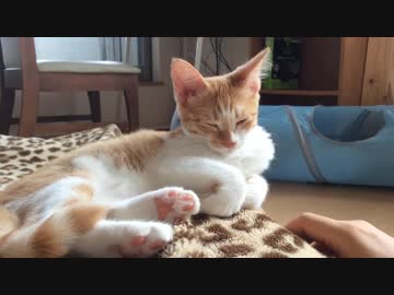 おねむな子猫。一生懸命我慢するのが可愛い♪