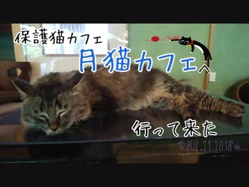 保護猫カフェ『月猫カフェ』へ行って来たにゃん♪