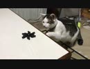 ハンドスピナー、初めての出会いから偶然遊び方を知るまでの猫