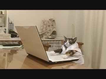 パソコンを使いこなす猫