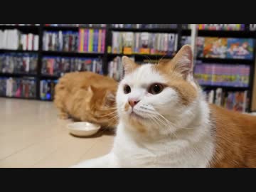 【マンチカンズ】妹想いの兄ネコ