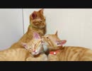 保護ねこ成長記録（19）保護71日目～72日目