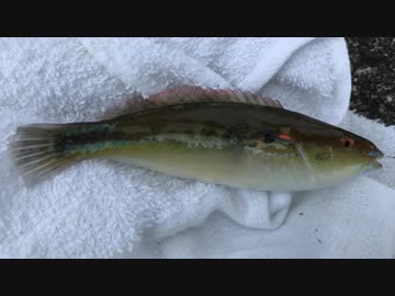 釣り動画ロマンを求めて 174釣目（後編：早川港）