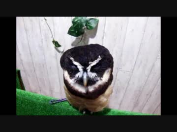 メガネフクロウをモフる