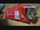 ちゅーるトンネルを気に入った猫