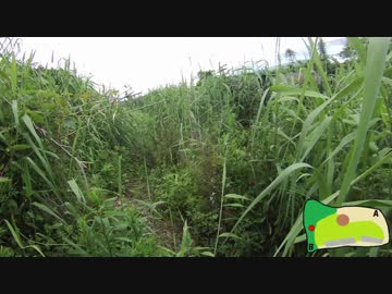 草むらの中の教　OP.352　20180616CLIFF(宮城)