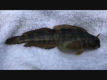 釣り動画ロマンを求めて 175釣目（前編：江の島　裏磯）