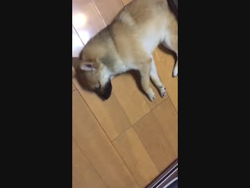 柴犬×ポメラニアン のミックス 子犬❤眠る☆ 7ヶ月 Shiba Hybrid Pomeranian 7-month old 5kg10lb Female Whiskers