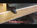 飼っている大蛇に襲われました・・