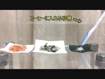 そもそもアリって本当に砂糖好きなの？500匹のアリで検証してみた。