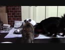 こんしゅうのおやつ【蒼民家の猫々】