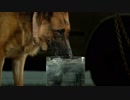 犬が水を飲む（４ｋ　スーパースローモーション）