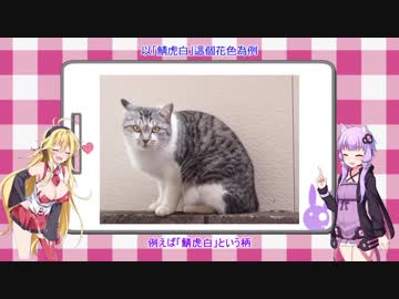 結月ゆかりは翻訳をやっているSide01