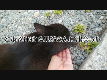 神社で出会った黒猫さん