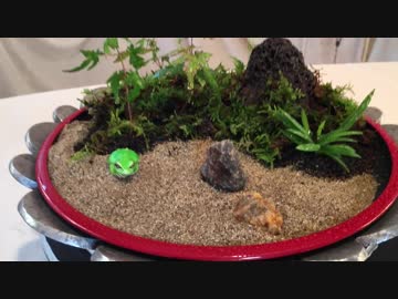 【庭の雑草を盆栽にする方法】#8 品定め”ここに知恵が必要である” 編