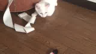 子猫「はい、ひょっこりはん！」