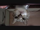 ご飯を催促してくる猫 vs 二度寝したい飼い主の戦い