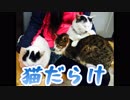 猫だらけ！ねこ寺に行く！「御誕生寺ぬこでら」