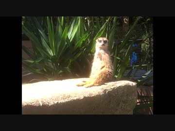 ミーア / もかちゃんさん