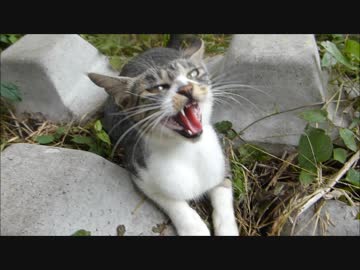 何やら警戒中の野良猫を撫でようとしたら、どんでもないくらい怒られた