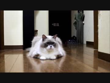 たぬき（ウソ）