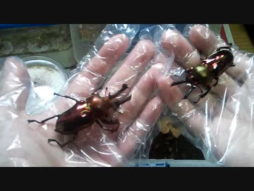 飼ってるニジイロとヘラクレスの幼虫の様子です
