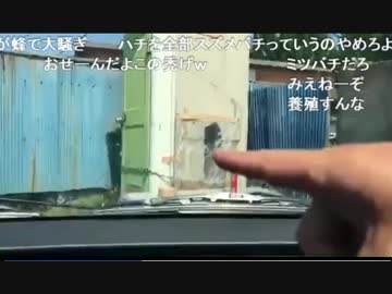 蜂　スズメバチ退治　生主ＶＳキイロスズメバチ