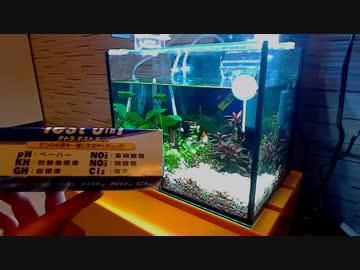 ＃3 いまさら格ゲーマーがアクアリウムやってみる