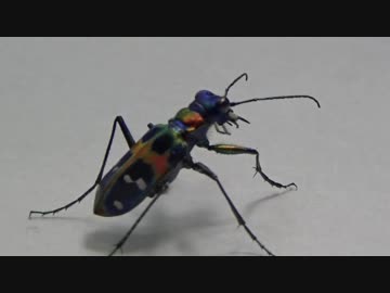 [閲覧注意!!] 再編集ハンミョウ(ナミハンミョウ）にゴキブリを食べさせてみた。(Cicindelia japonica japonica)