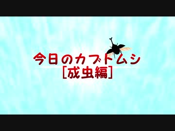 今日のカブトムシ【成虫編】