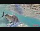 スイ〜っじゃねえ