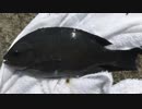 釣り動画ロマンを求めて 175釣目（後編：江の島　裏磯）